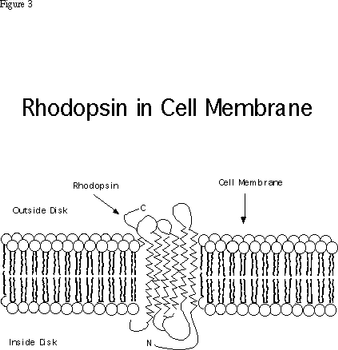 rhodopsin